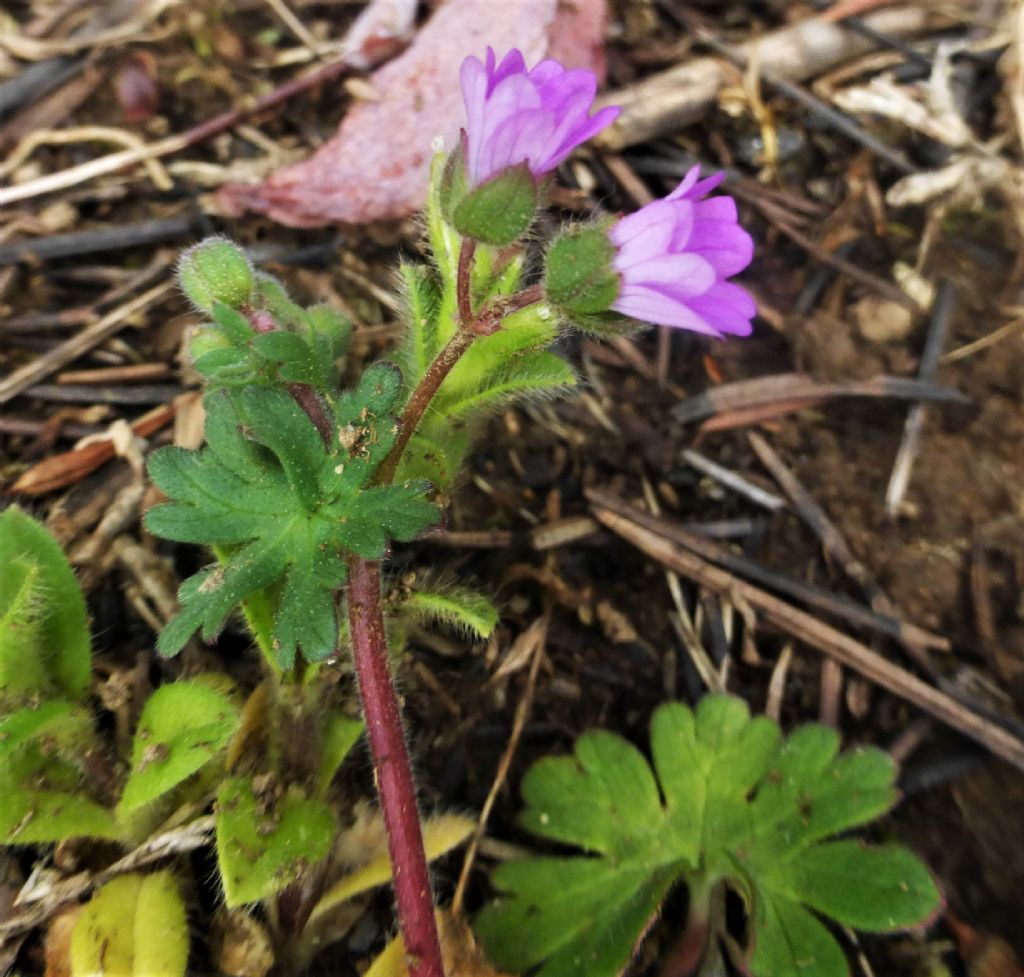 Geranium molle o geranium pusillum?